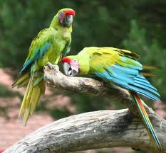 Loros costa rica