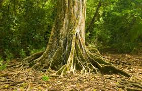 Árbol Costa Ricaca